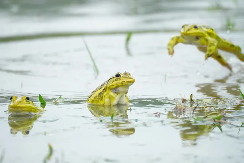 Copy the Frog, Miss the Point: Why Every NFT Project That Tried to Clone Pepe Ended Up Looking Pressed